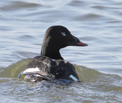 White-winged Scoter
