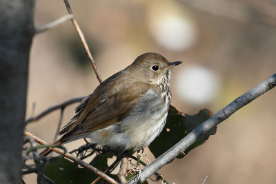 Hermit Thrush