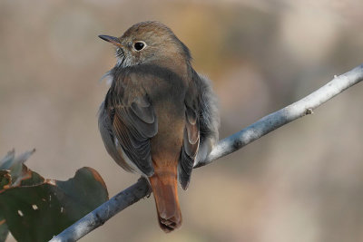 Hermit Thrush