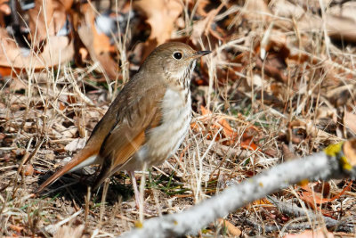 Hermit Thrush