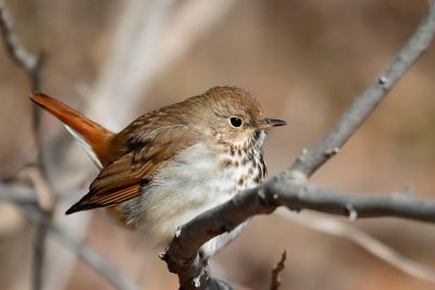 Hermit Thrush