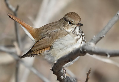Hermit Thrush