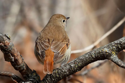 Hermit Thrush