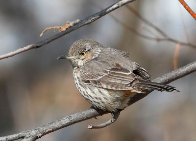 Sage Thrasher