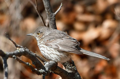 Sage Thrasher