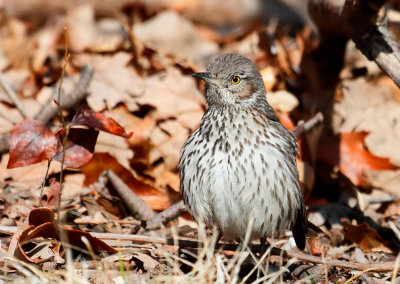Sage Thrasher