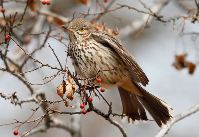 Sage Thrasher
