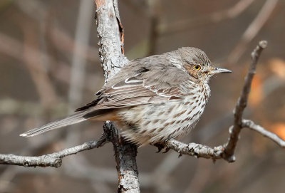 Sage Thrasher