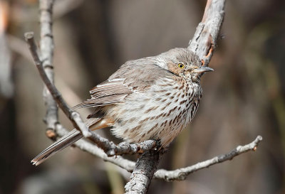 Sage Thrasher