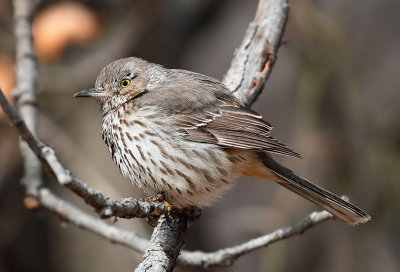 Sage Thrasher