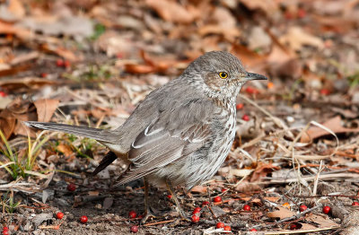 Sage Thrasher