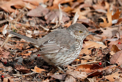 Sage Thrasher