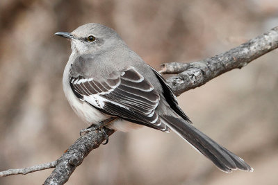 Northern Mockingbird