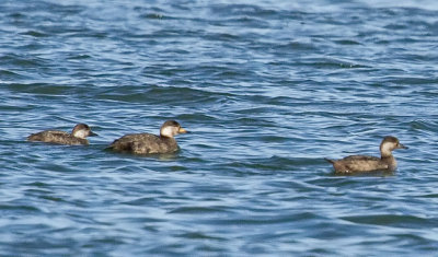 Black Scoter