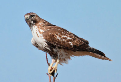 Red-tailed Hawk