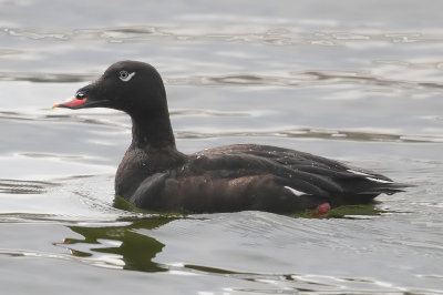 White-winged Scoter