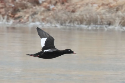 White-winged Scoter
