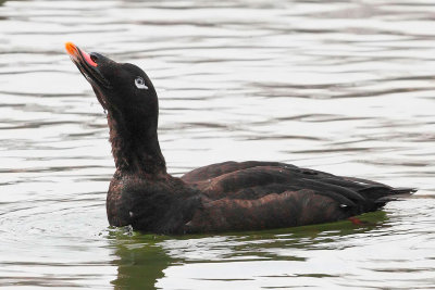 White-winged Scoter