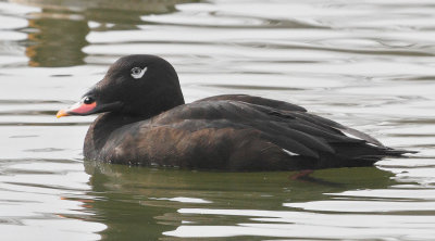 White-winged Scoter