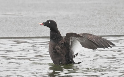 White-winged Scoter