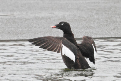 White-winged Scoter