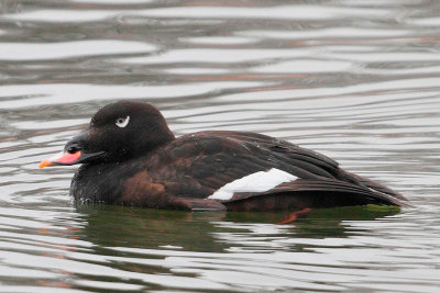 White-winged Scoter