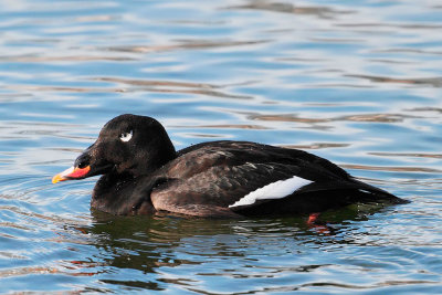 White-winged Scoter