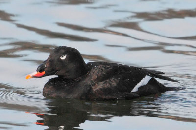White-winged Scoter