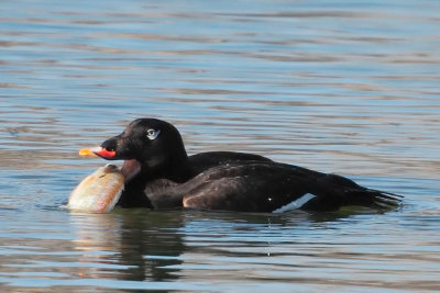 White-winged Scoter