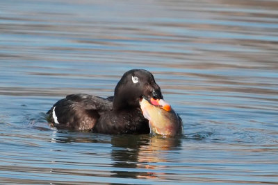 White-winged Scoter