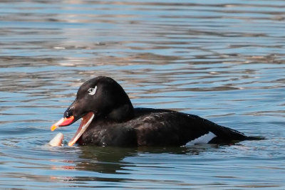 White-winged Scoter