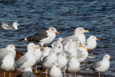 Lesser Black-backed Gull