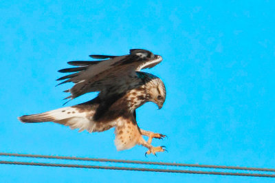 Rough-legged Hawk