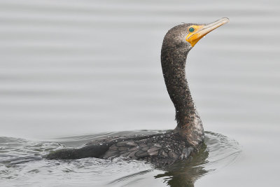 Double-crested Cormorant