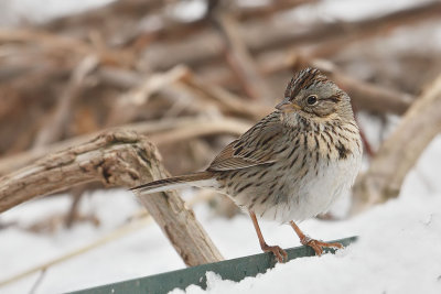 Lincoln's Sparrow