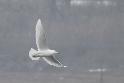 Glaucous Gull