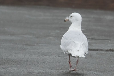 Glaucous Gull