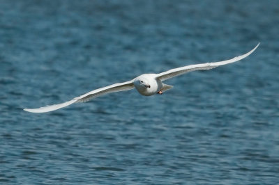 Glaucous Gull