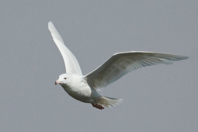 Glaucous Gull
