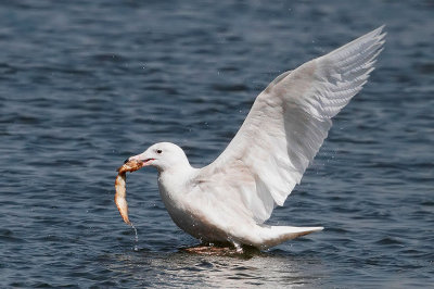 Glaucous Gull