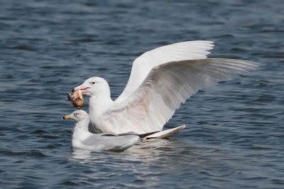 Glaucous Gull
