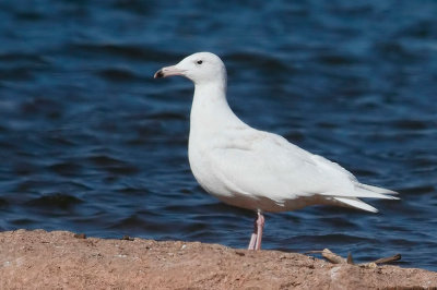 Glaucous Gull