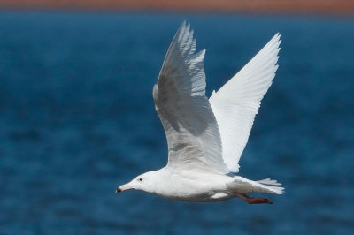 Glaucous Gull