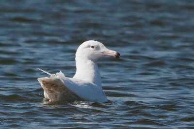 Glaucous Gull