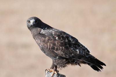 Rough-legged Hawk