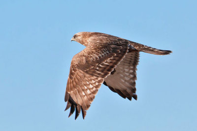 Rough-legged Hawk