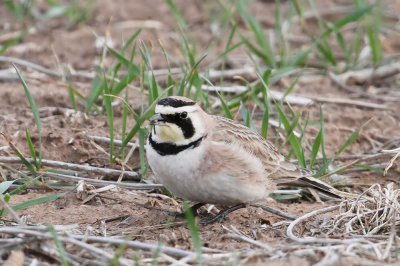 Horned Lark