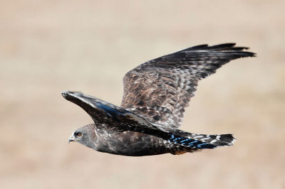 Rough-legged Hawk