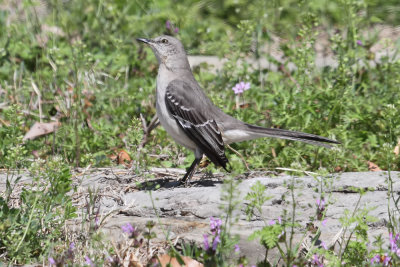 Northern Mockingbird