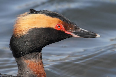 Horned Grebe